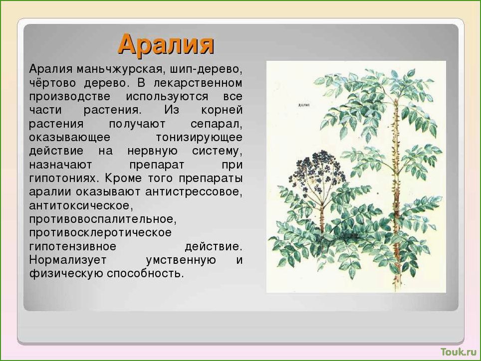 (аралия, описание, виды, особенности, выращивания) Аралия: описание, виды и особенности выращивания