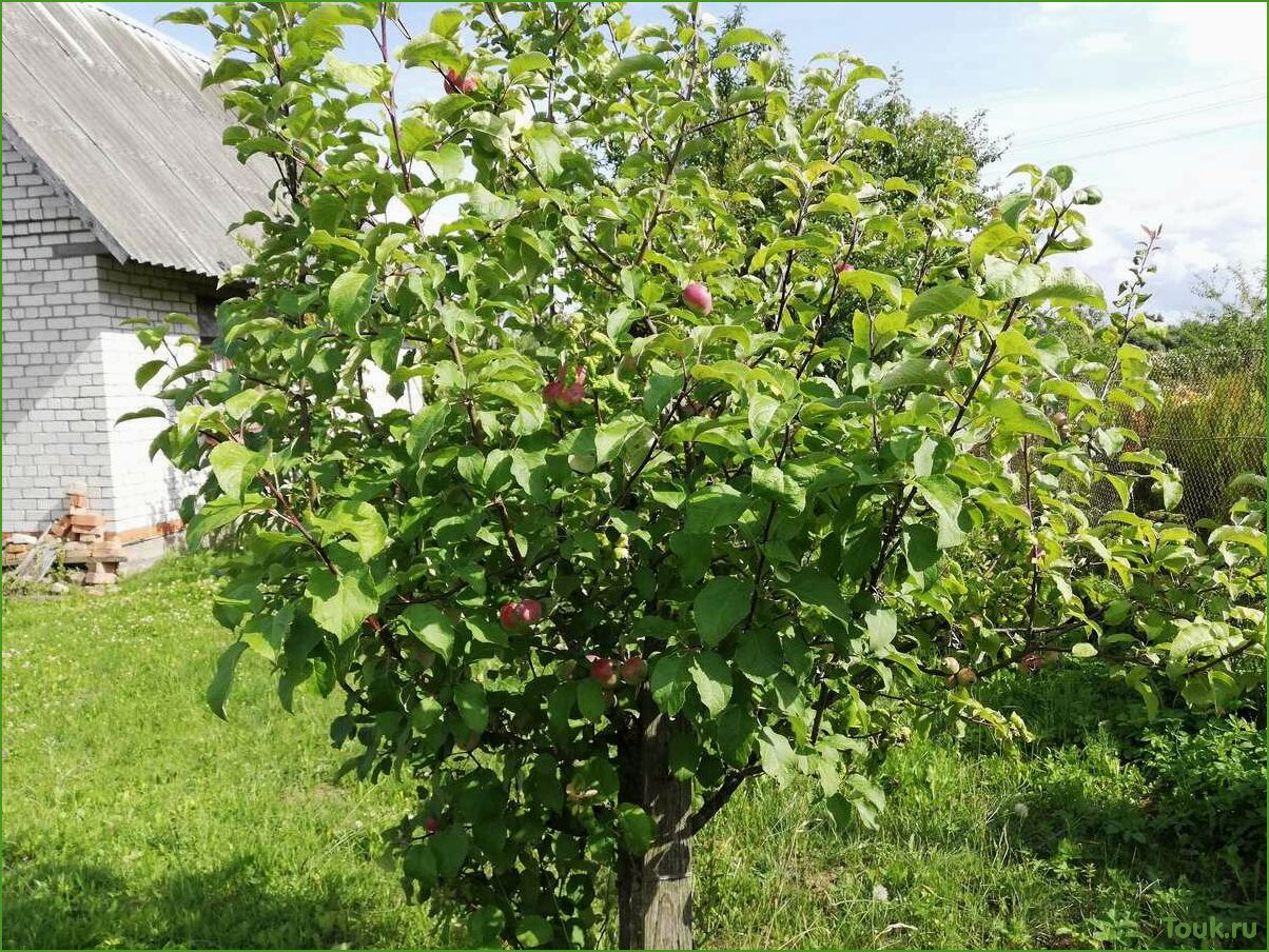 (карликовая, яблоня, особенности, выращивание, уход) Карликовая яблоня: особенности, выращивание и уход