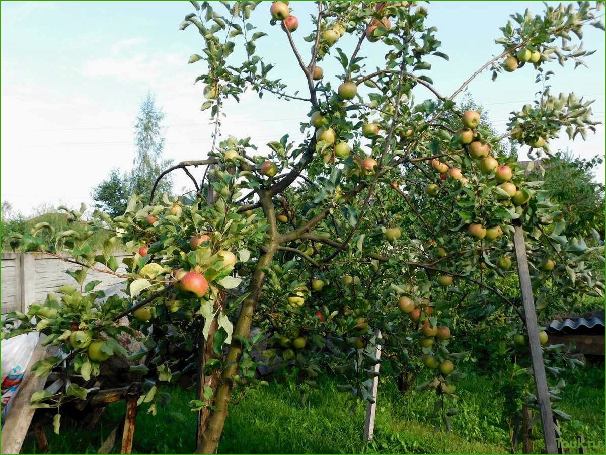 (карликовая, яблоня, особенности, выращивание, уход) Карликовая яблоня: особенности, выращивание и уход