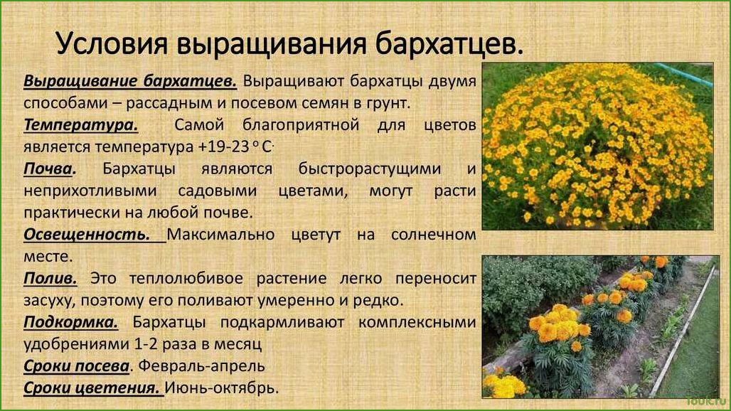 (выращивание, бархатцев, полезные, советы, рекомендации) Выращивание бархатцев: полезные советы и рекомендации