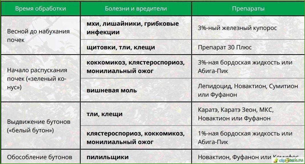 Как обработать яблони весной от вредителей и болезней: советы и рекомендации