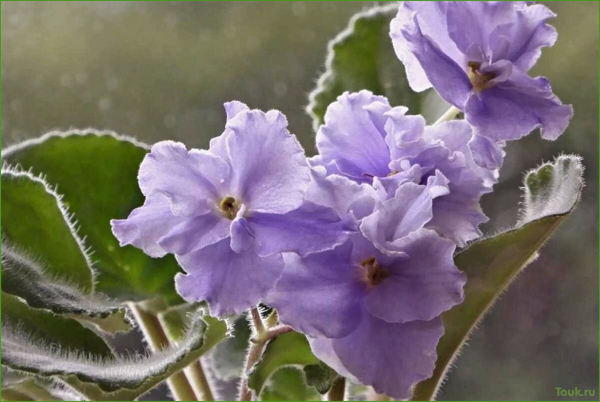 (фиалки, виды, уход, размножение) Фиалки: виды, уход и размножение