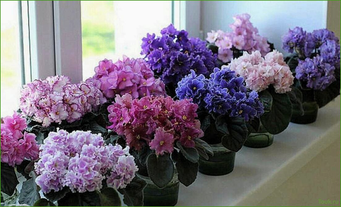 (фиалки, виды, уход, размножение) Фиалки: виды, уход и размножение