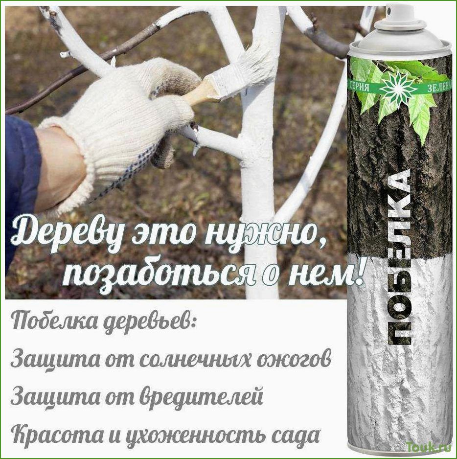 Побелка деревьев осенью: советы и инструкции