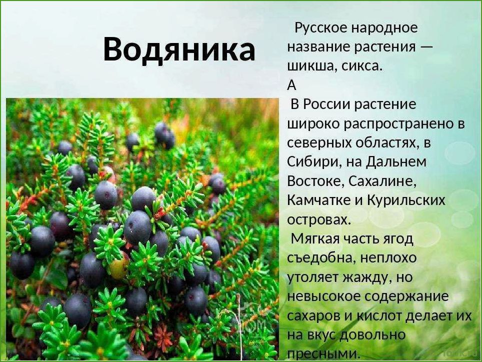 Шикша (водяника): особенности и лечение