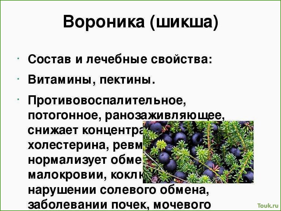 Шикша (водяника): особенности и лечение