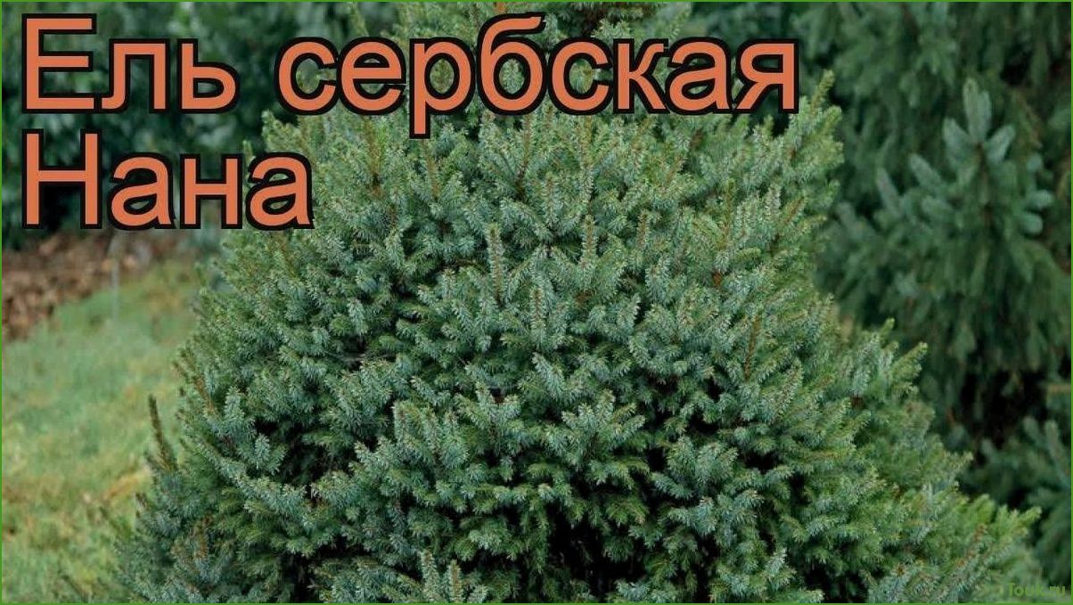 Ель сербская Нана: описание, особенности, выращивание