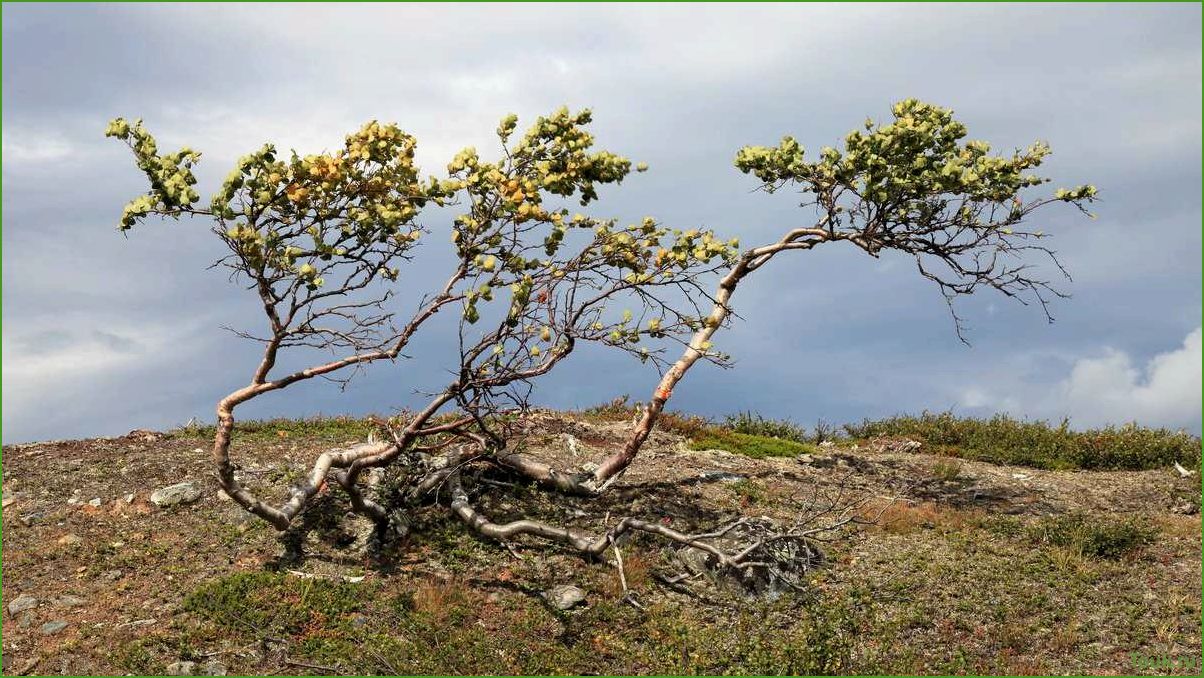 (карликовая, береза, описание, особенности, уход) Карликовая береза: описание, особенности и уход