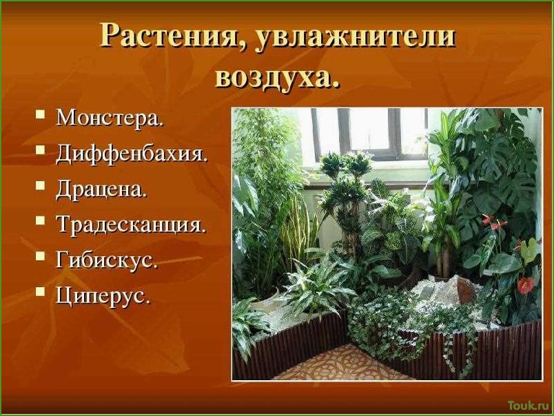 (лучшие, комнатные, растения, очищающие, воздух) Лучшие комнатные растения очищающие воздух