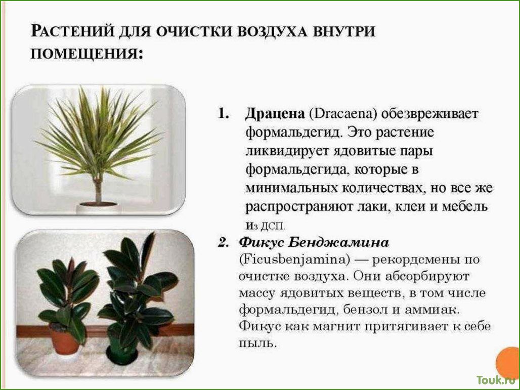 (лучшие, комнатные, растения, очищающие, воздух) Лучшие комнатные растения очищающие воздух