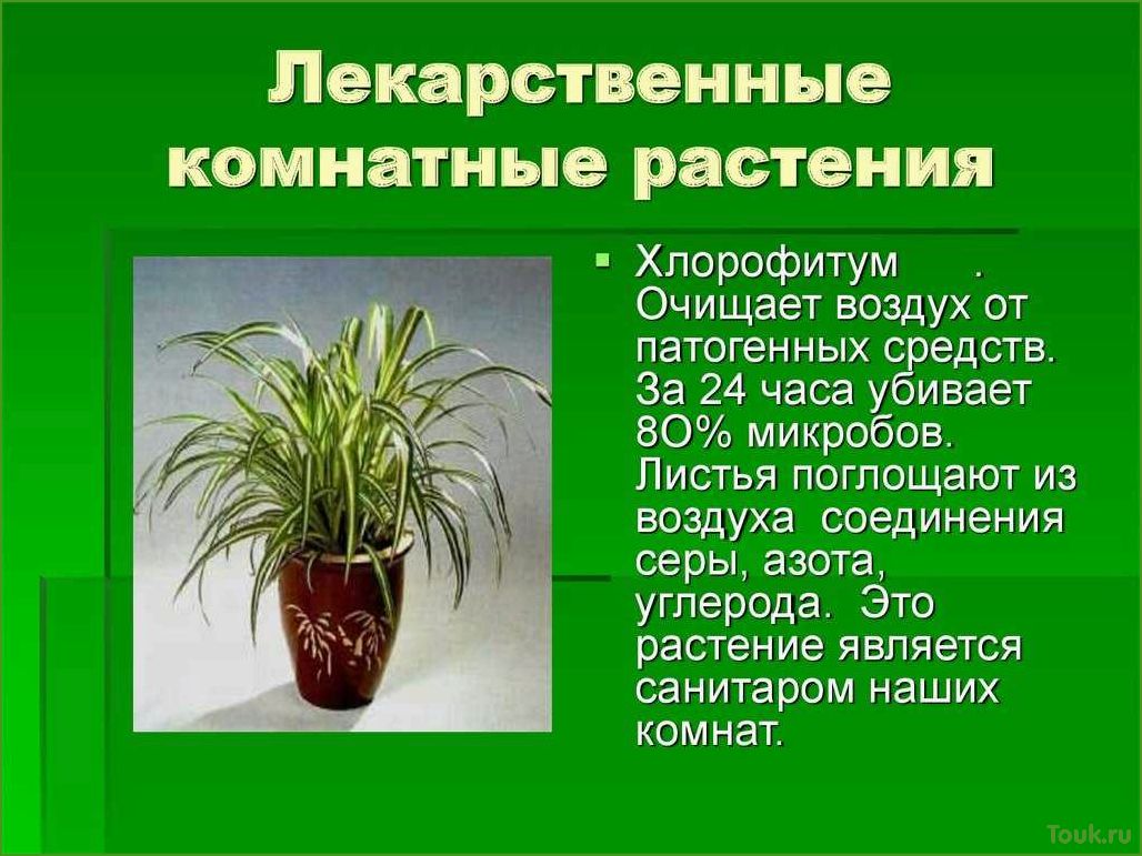 (лучшие, комнатные, растения, очищающие, воздух) Лучшие комнатные растения очищающие воздух