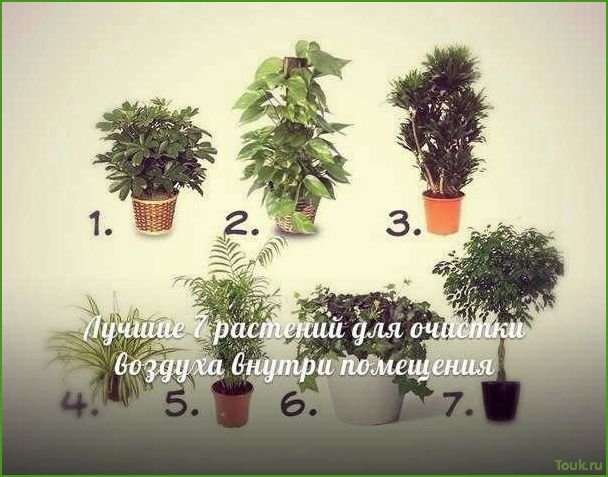 (лучшие, комнатные, растения, очищающие, воздух) Лучшие комнатные растения очищающие воздух