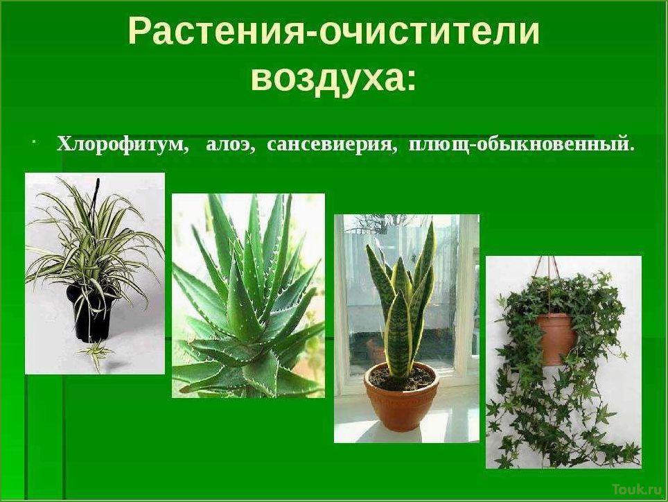 (лучшие, комнатные, растения, очищающие, воздух) Лучшие комнатные растения очищающие воздух
