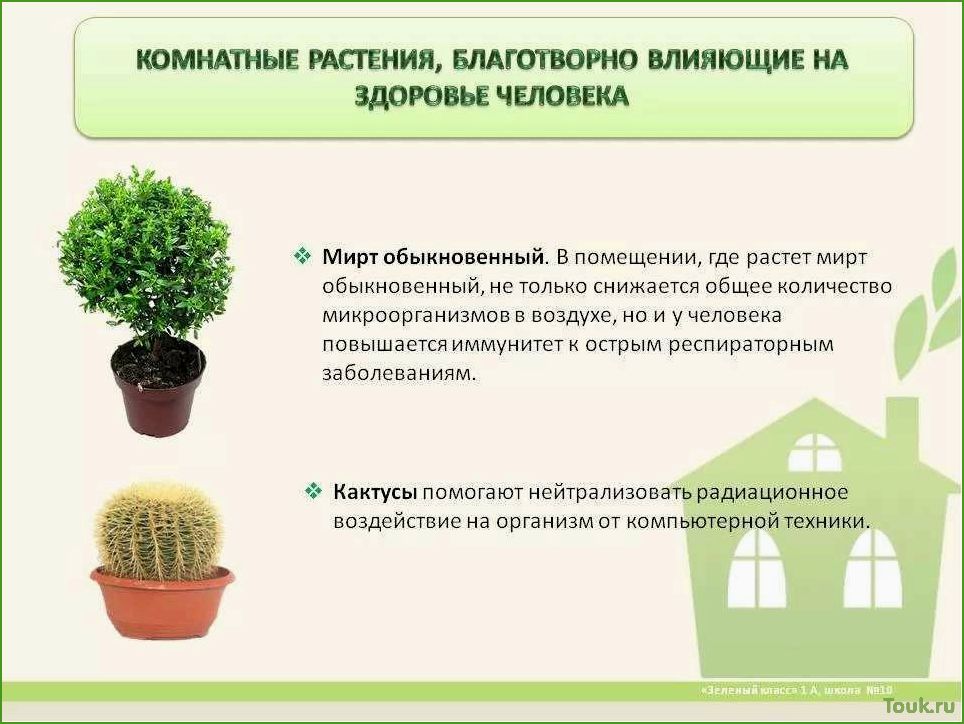 (лучшие, комнатные, растения, очищающие, воздух) Лучшие комнатные растения очищающие воздух