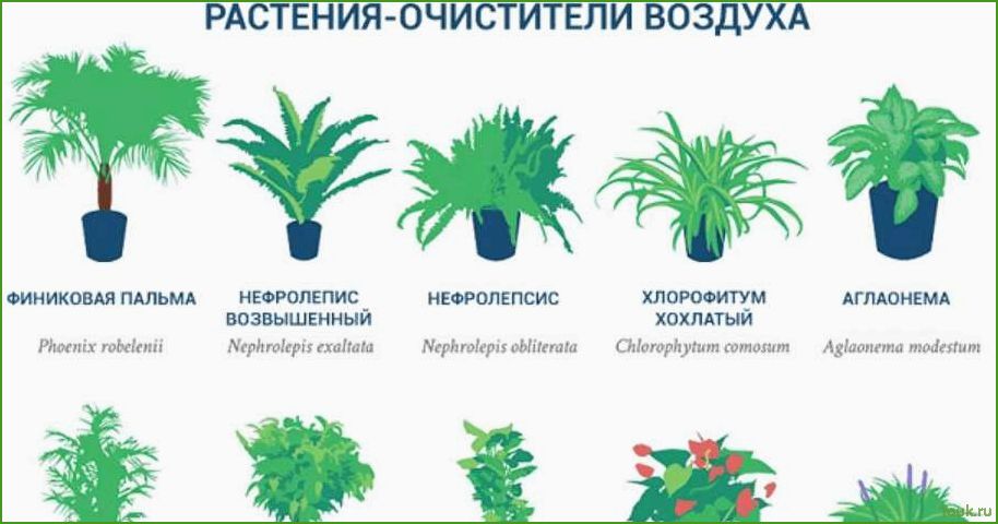 (лучшие, комнатные, растения, очищающие, воздух) Лучшие комнатные растения очищающие воздух