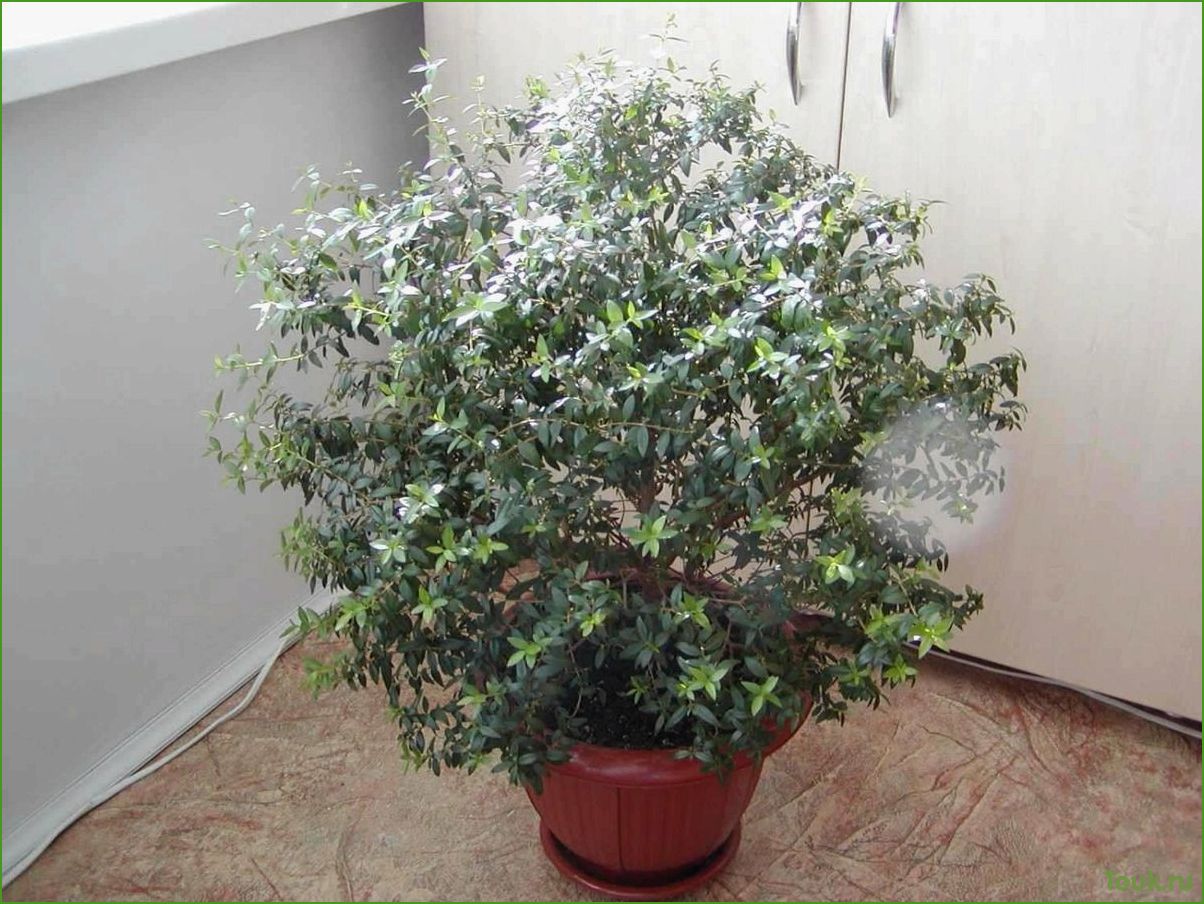 Мирт: описание, свойства и применение миртового дерева