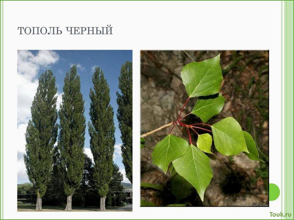 Тополь: описание, виды и особенности древесного растения