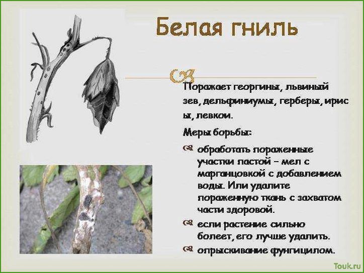 (белая, гниль, причины, симптомы, методы) Белая гниль: причины, симптомы и методы борьбы