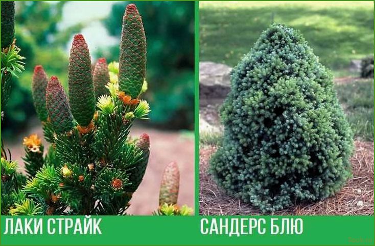 Ель Лаки Страйк: правила игры, стратегии и советы для победы