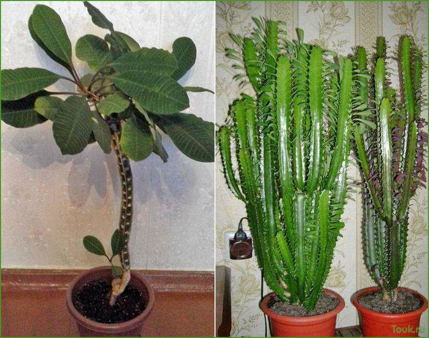 (комнатный, молочай, уход, размножение) Комнатный молочай: уход и размножение