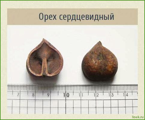 (сердцевидный, орех, полезные, свойства, применение) Сердцевидный орех: полезные свойства и применение