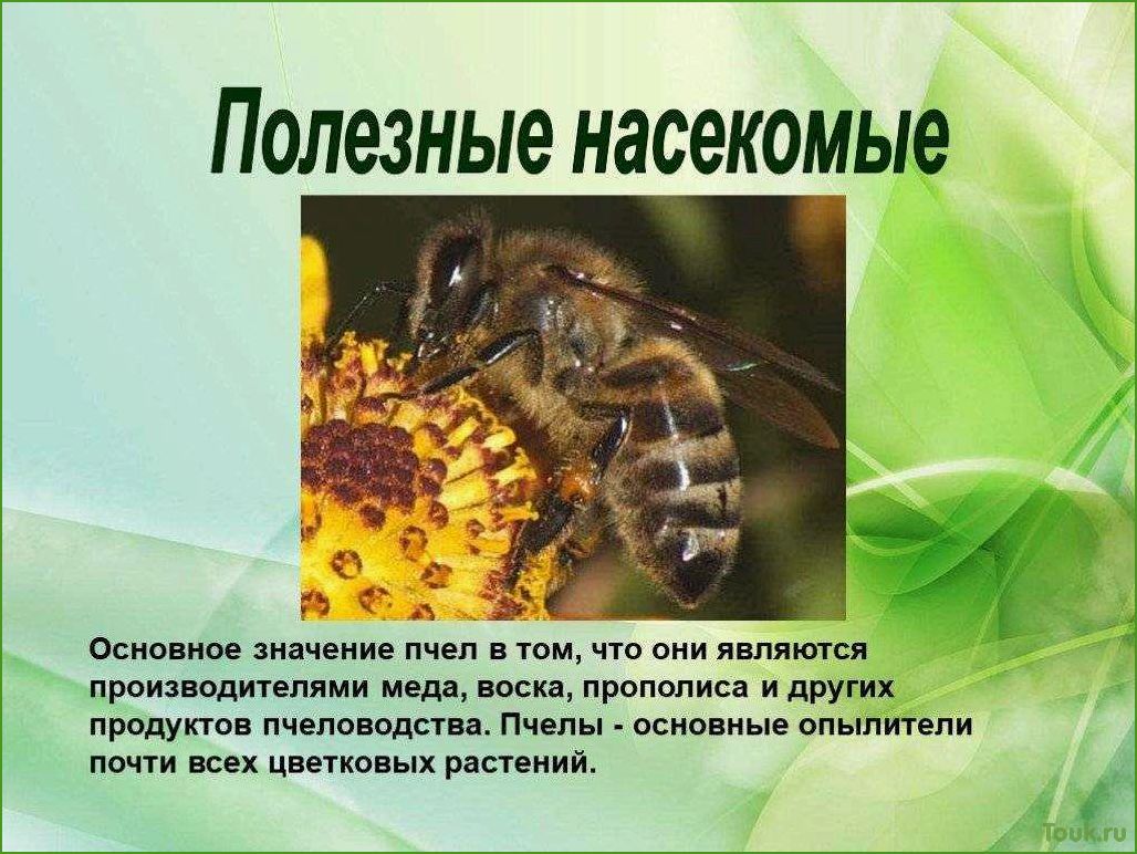 (полезных, насекомых, сада) 17 полезных насекомых для сада