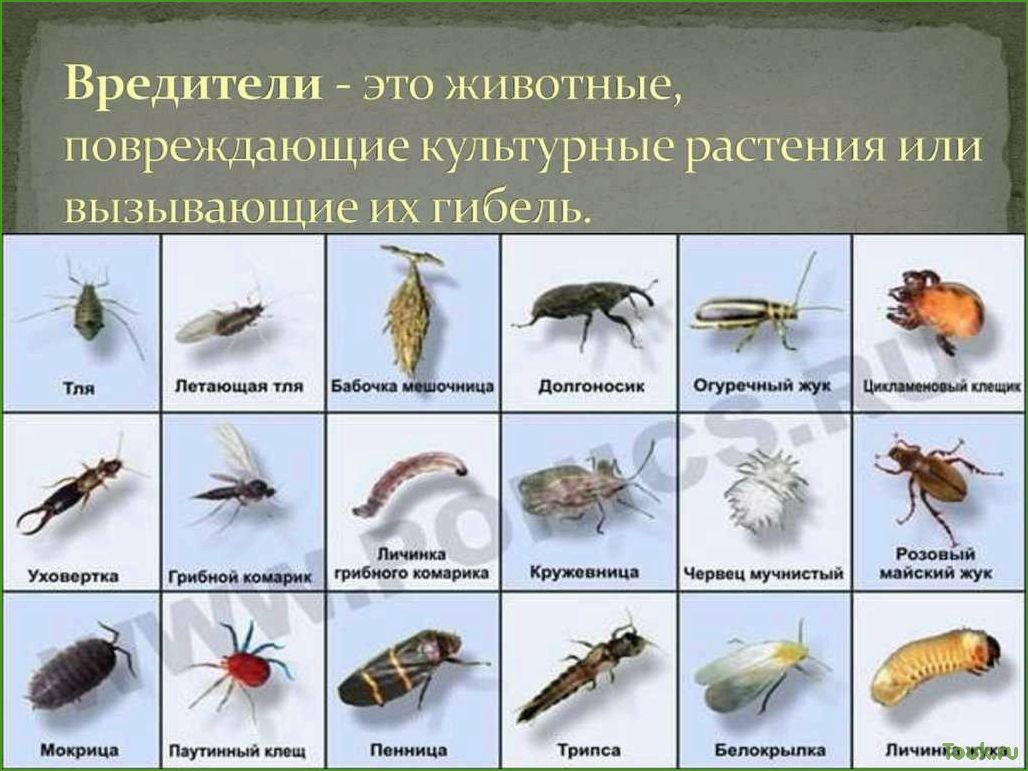 (полезных, насекомых, сада) 17 полезных насекомых для сада