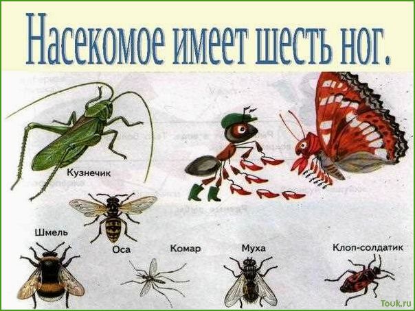 (полезных, насекомых, сада) 17 полезных насекомых для сада