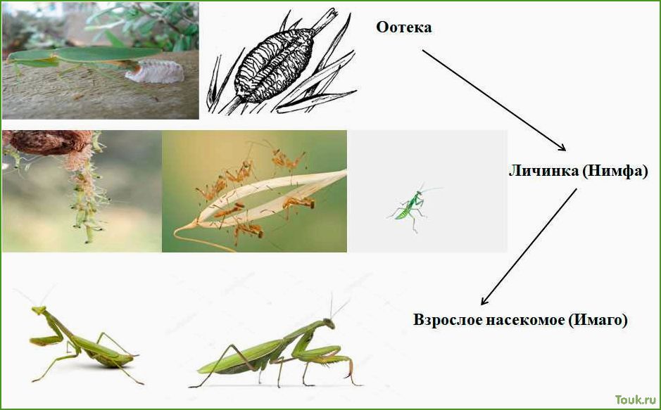 (полезных, насекомых, сада) 17 полезных насекомых для сада
