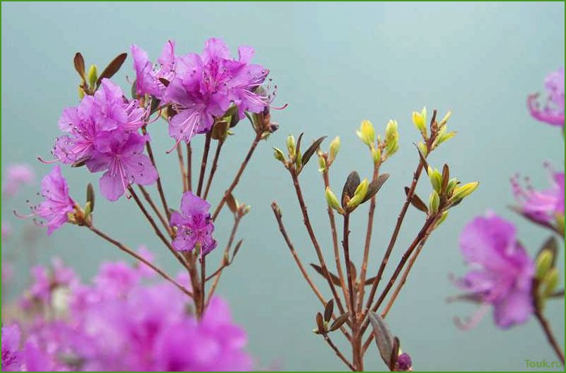 (багульник, описание, свойства, применение) Багульник: описание, свойства и применение