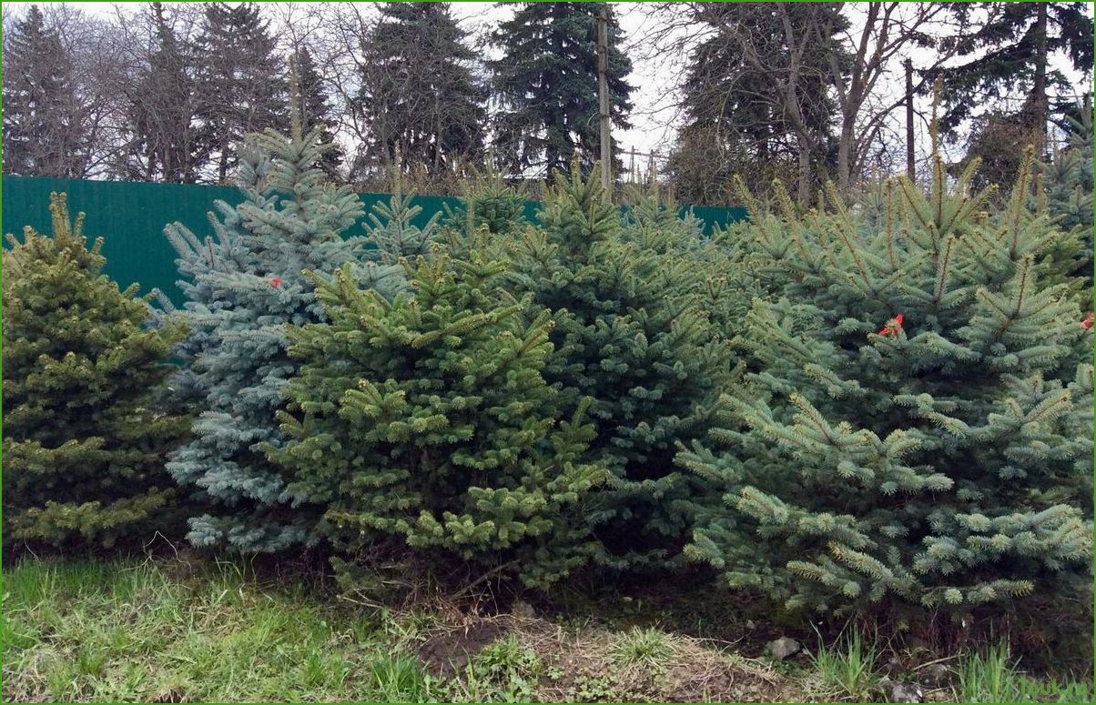 (супер, описание, сорта, особенности, выращивания) Ель Супер Блю: описание сорта и особенности выращивания