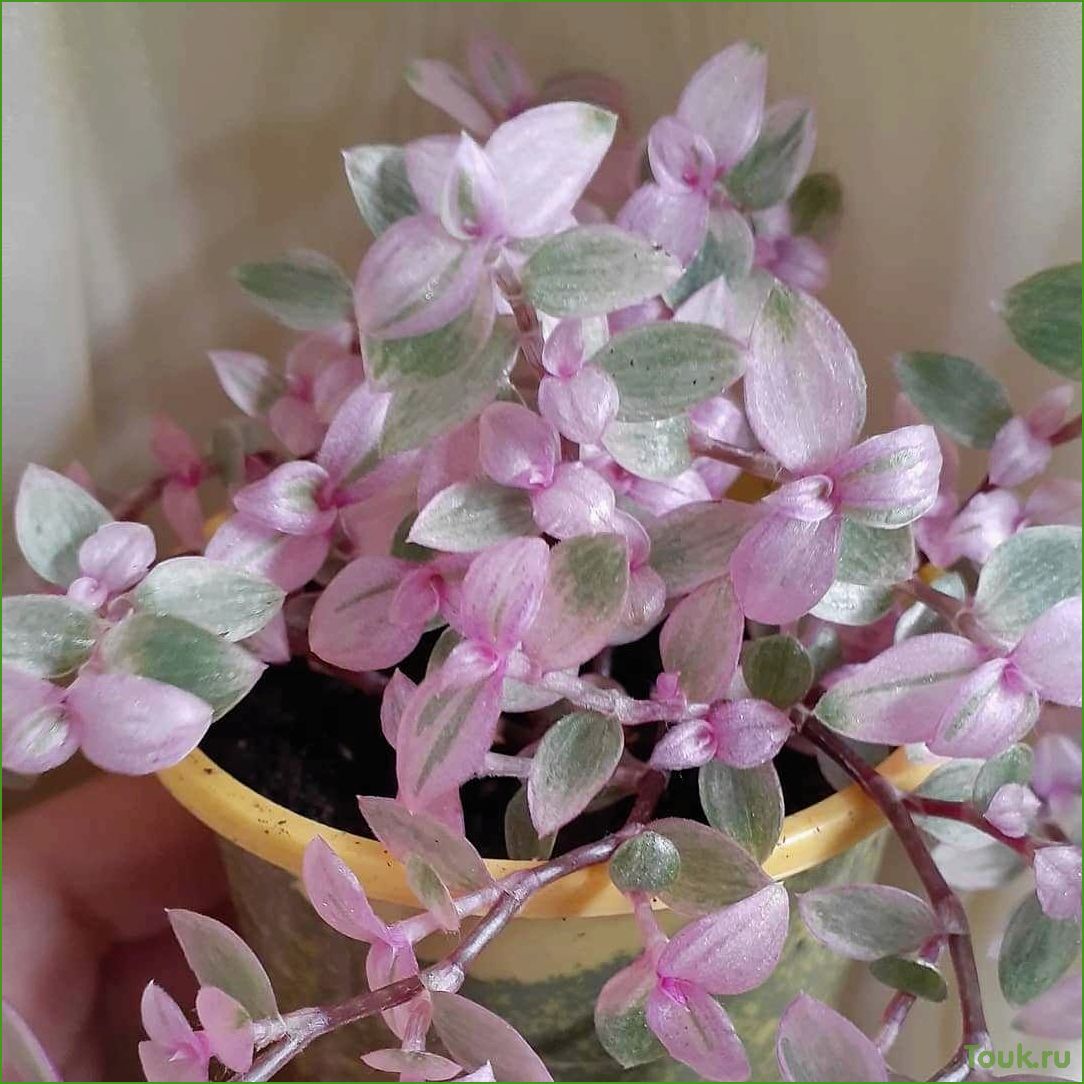 Каллизия: описание, виды и уход за растением