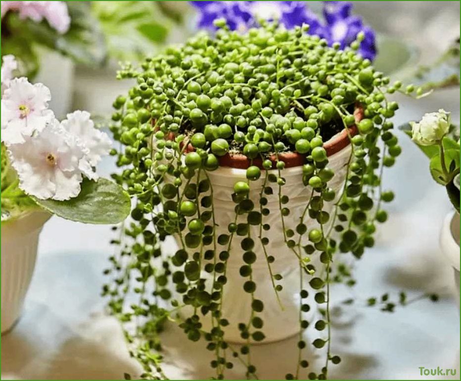 Крестовник Роули: описание, свойства и использование