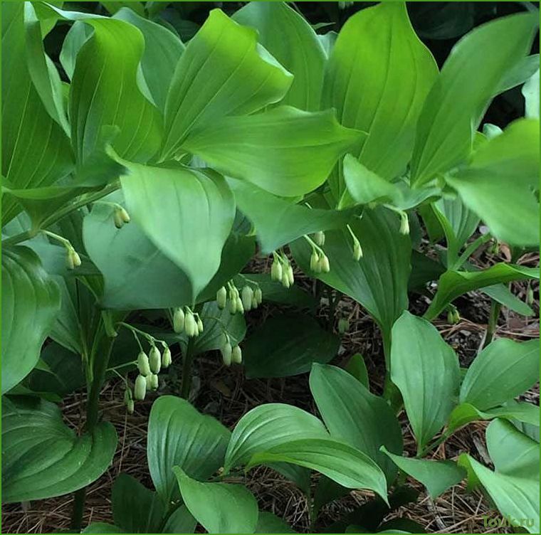 (купена, особенности, рецепты, приготовления) Купена: особенности и рецепты приготовления