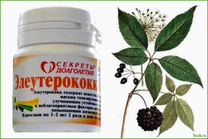 Элеутерококк: преимущества и применение