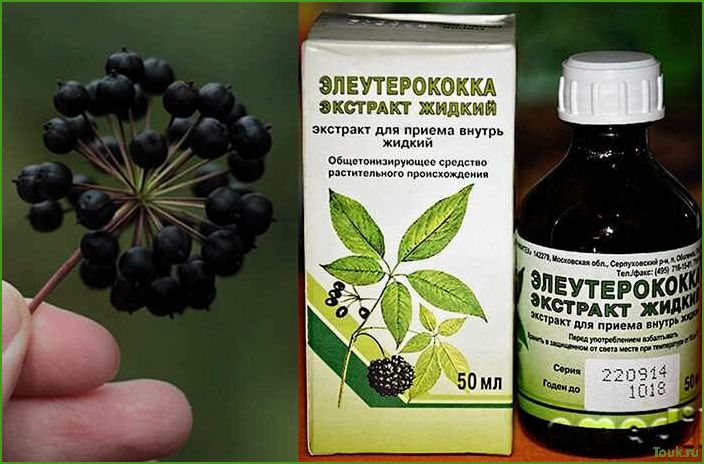 Элеутерококк: преимущества и применение