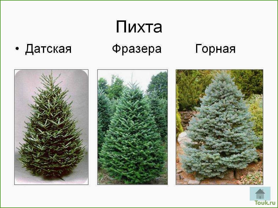 (пихта, фразера, особенности, выращивания, использования) Пихта Фразера: особенности выращивания и использования