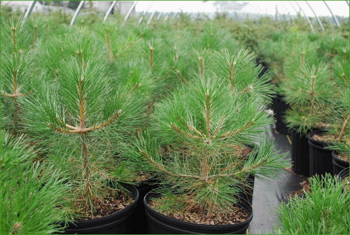 (сосна, черная, особенности, применение) Сосна черная: особенности и применение