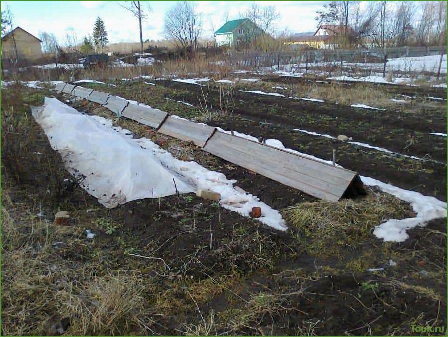 (правильно, укрыть, виноград, зиму) Как правильно укрыть виноград на зиму