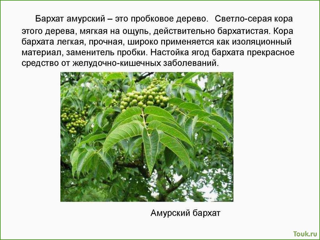 Амурский бархат: особенности и разведение