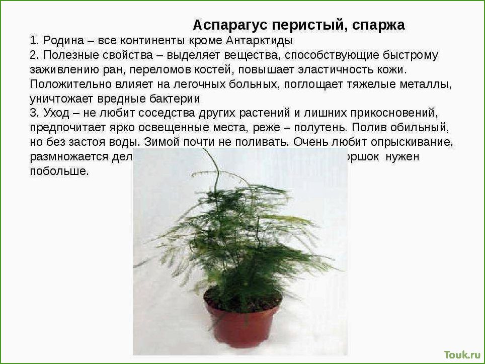 (аспарагус, перистый, особенности, выращивания, ухода) Аспарагус перистый: особенности выращивания и ухода