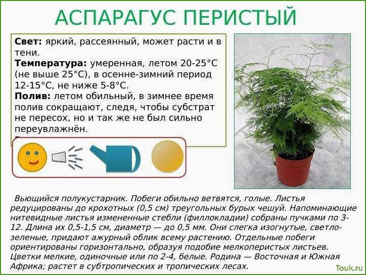 (аспарагус, перистый, особенности, выращивания, ухода) Аспарагус перистый: особенности выращивания и ухода