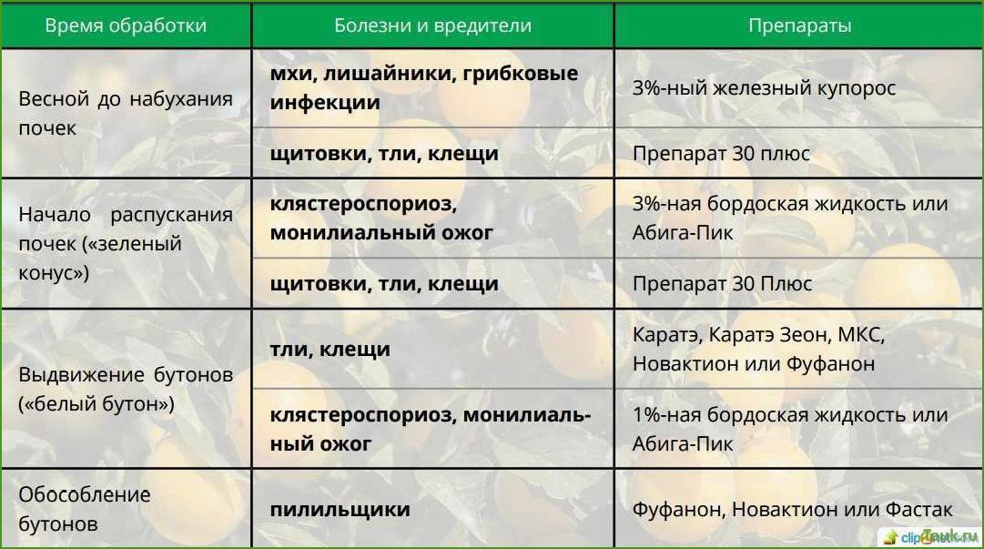 (обработать, яблони, весной, вредителей, болезней) Как обработать яблони весной от вредителей и болезней: эффективные методы