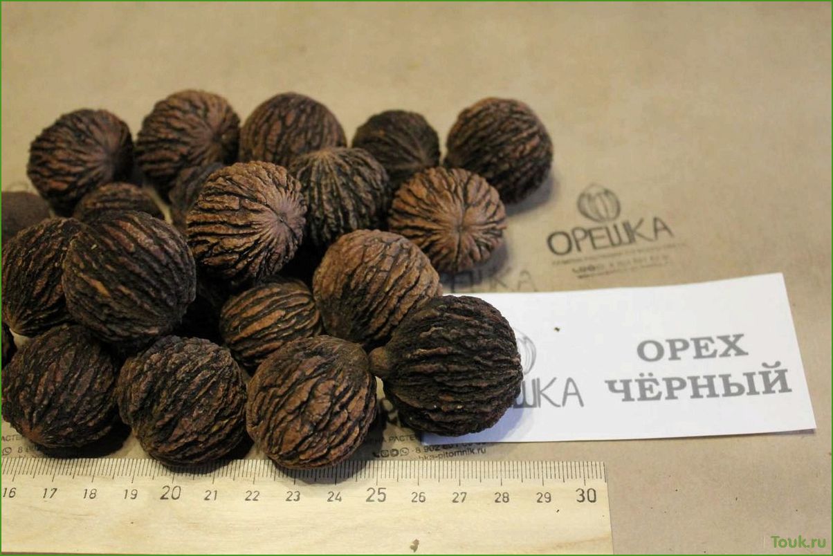 Черный орех: полезные свойства и применение