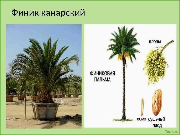 Финик канарский: описание, выращивание и уход