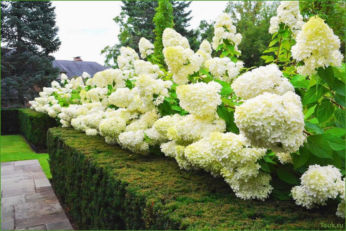 (гортензия, описание, виды, уход) Гортензия: описание, виды и уход