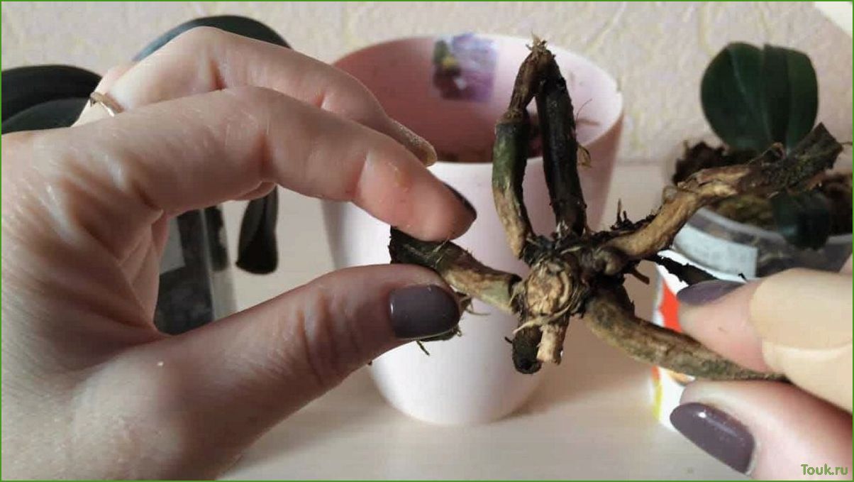 Корни орхидеи гниют и сохнут, что делать?