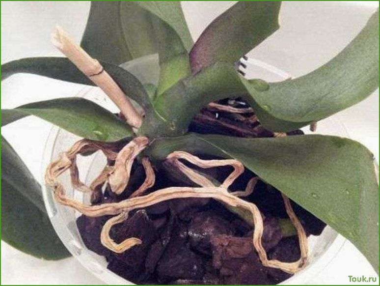 Корни орхидеи гниют и сохнут, что делать?