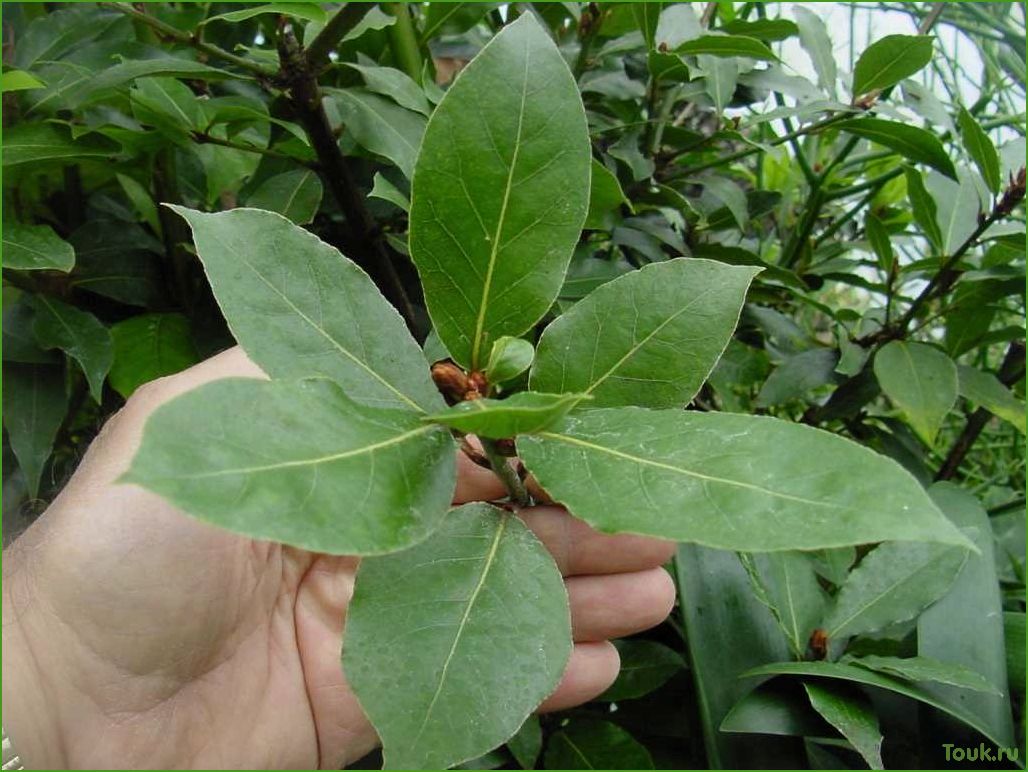 (лавр, история, особенности, значение) Лавр: история, особенности и значение