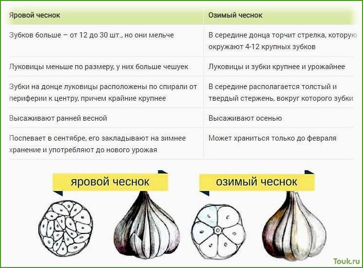 (чеснок, яровой, особенности, выращивания, использования) Чеснок яровой: особенности выращивания и использования